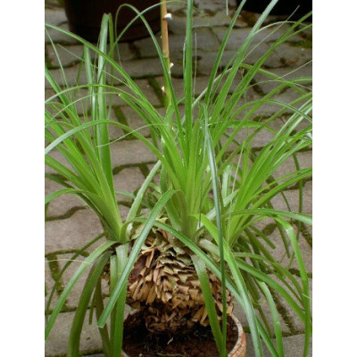 PUYA mirabilis 50 semen