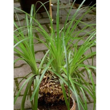 PUYA mirabilis 50 semen