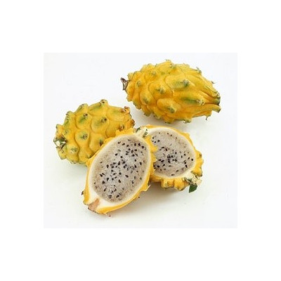 HYLOCEREUS megalanthus "Žluté dračí ovoce" 10 semen 