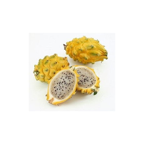 HYLOCEREUS megalanthus "Žluté dračí ovoce" 10 semen 