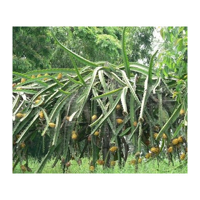 HYLOCEREUS megalanthus "Žluté dračí ovoce" 10 semen 