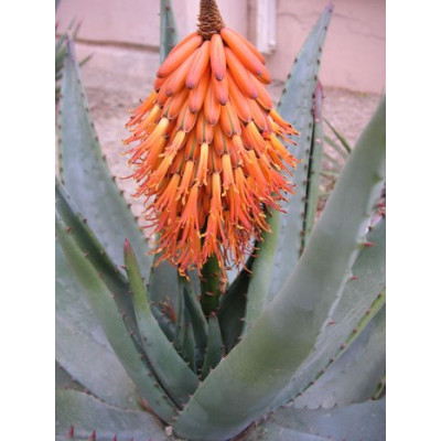 ALOE ferox 15 semen