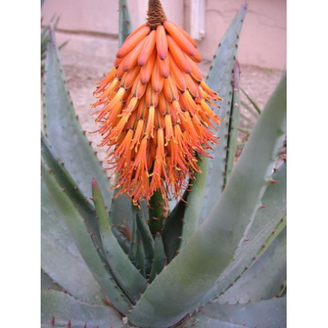 ALOE ferox 15 semen