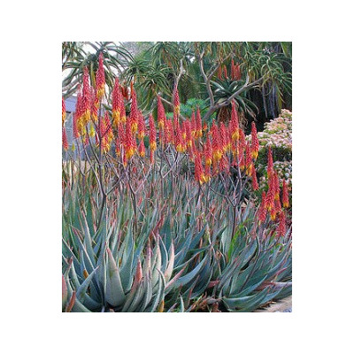 ALOE aculeata 15 semen