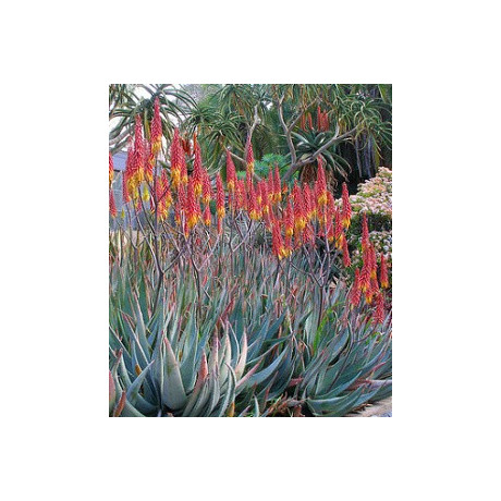 ALOE aculeata 15 semen