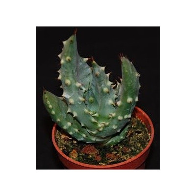 ALOE aculeata 15 semen