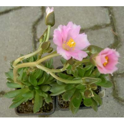 ANACAMPSEROS Mix 20 semen