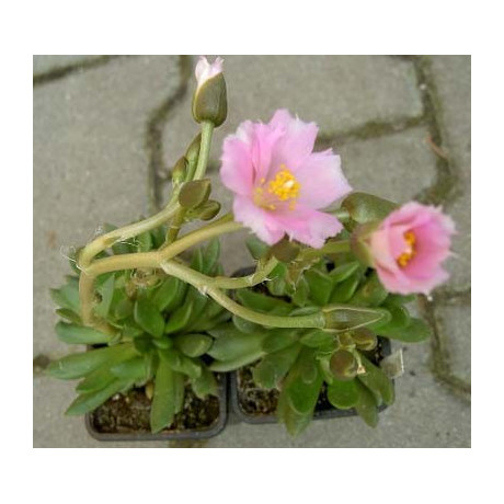 ANACAMPSEROS Mix 20 semen