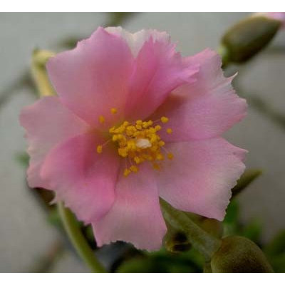 ANACAMPSEROS Mix 20 semen