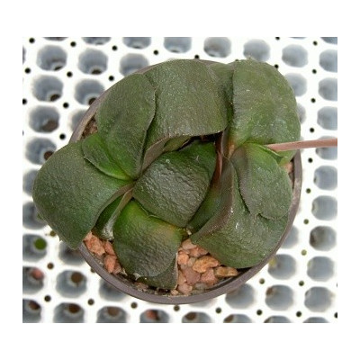 GASTERIA armstrongii 10 semen