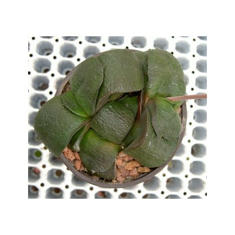 GASTERIA armstrongii 8 semen