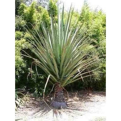 FURCRAEA macdougalii 2 semena