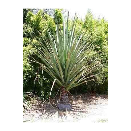 FURCRAEA macdougalii 2 semena