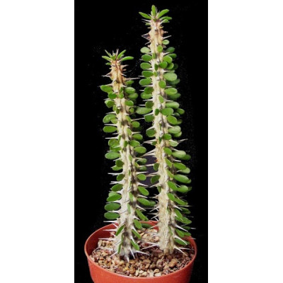 ALLUAUDIA procera 5 semen