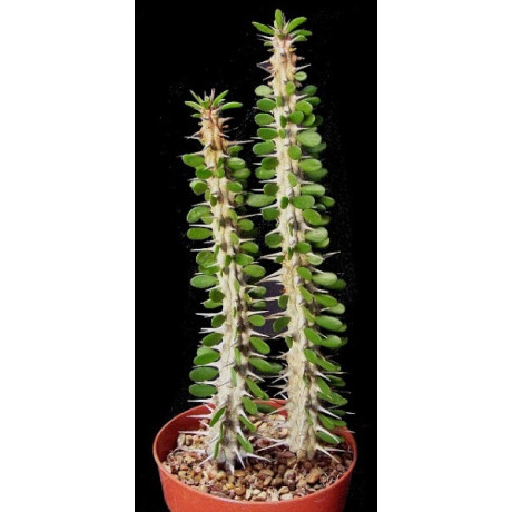 ALLUAUDIA procera 5 semen