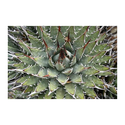 AGAVE utahensis "Dwarf Utah Agave" 8 semen