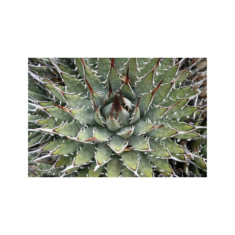 AGAVE utahensis "Dwarf Utah Agave" 8 semen