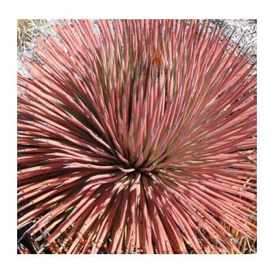 AGAVE stricta Rubra 10 semen