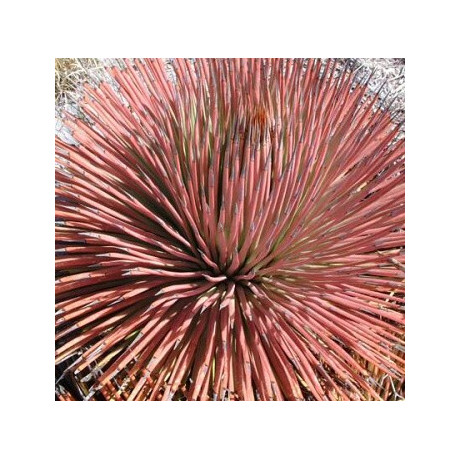 AGAVE stricta Rubra 10 semen