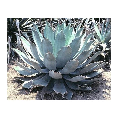 AGAVE potatorum 5 semen