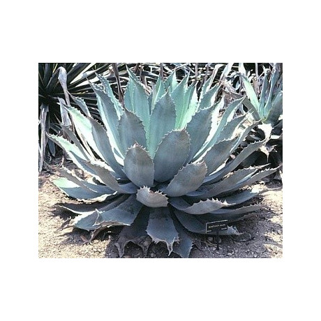 AGAVE potatorum 5 semen