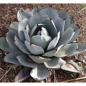 AGAVE parryi var. truncata 5 semen
