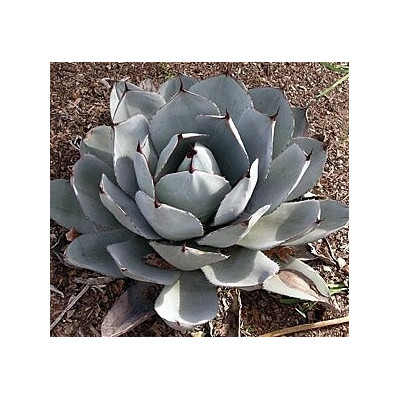 AGAVE parryi var. truncata 5 semen