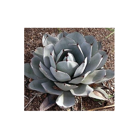 AGAVE parryi var. truncata 5 semen