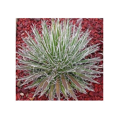 AGAVE filifera ssp. schidigera (White Stripe) 8 semen