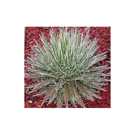 AGAVE filifera ssp. schidigera (White Stripe) 8 semen