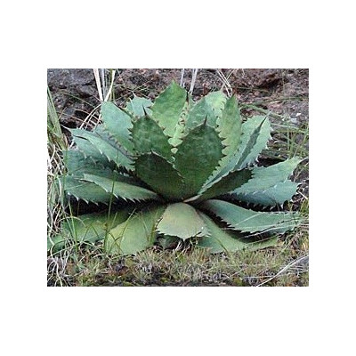 AGAVE cupreata 7 semen
