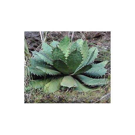 AGAVE cupreata 7 semen