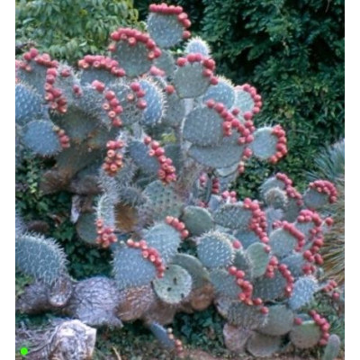 OPUNTIA Mix 10 semen