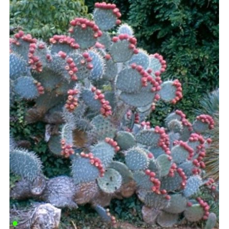 OPUNTIA Mix 10 semen