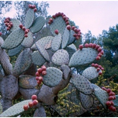 OPUNTIA Mix 10 semen