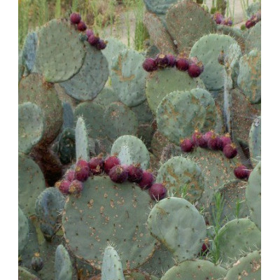 OPUNTIA Mix 10 semen
