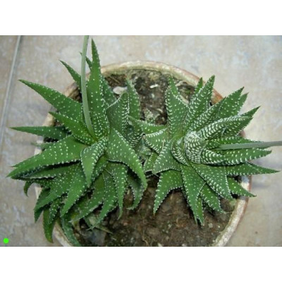 HAWORTHIA pumila 15 semen