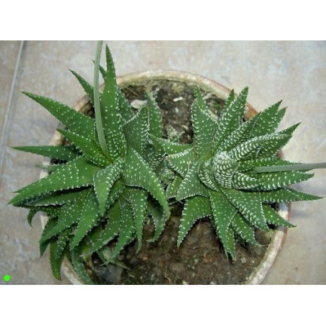 HAWORTHIA pumila 15 semen