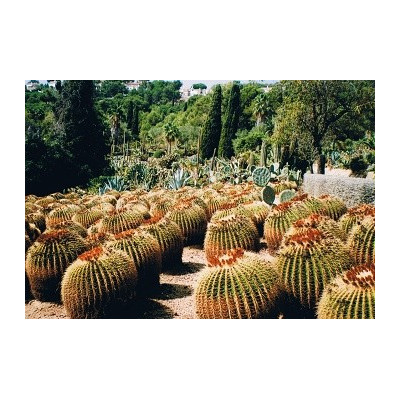 ECHINOCACTUS grusonii 30 semen