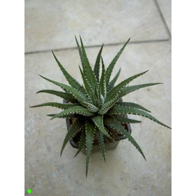 HAWORTHIA fasciata 10 semen 