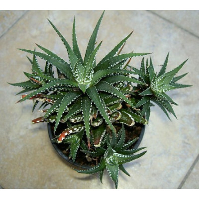 HAWORTHIA fasciata 10 semen 