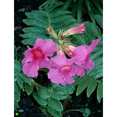 INCARVILLEA delavayi 10 semen