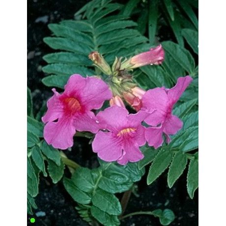 INCARVILLEA delavayi 10 semen