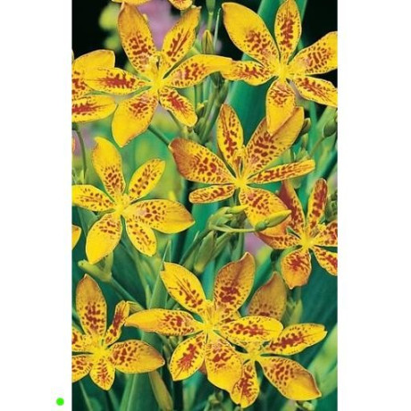 BELAMCANDA Hello Yellow 5 semen