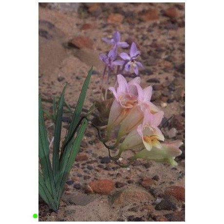 FREESIA occidentalis  4 semena