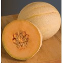 MELOUN Maverick (F1) Cantaloupe/Muskmelon  (Cucumis melo) 5 semen 