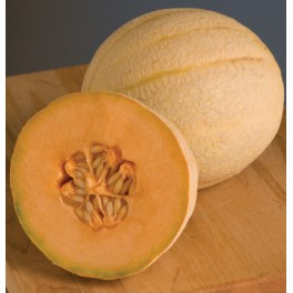 MELOUN Maverick (F1) Cantaloupe/Muskmelon  (Cucumis melo) 5 semen 