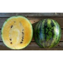 MELOUN Sorbet Swirl (F1) (Citrullus lanatus var. lanatus) 5 semen