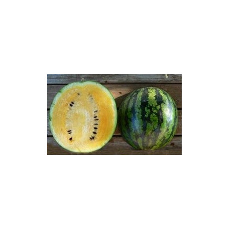 MELOUN Sorbet Swirl (F1) (Citrullus lanatus var. lanatus) 5 semen