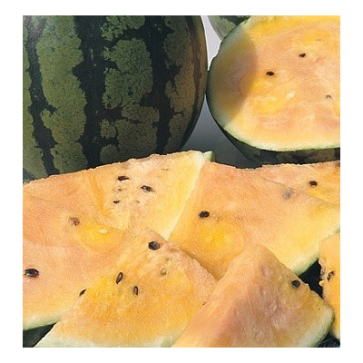 MELOUN Sorbet Swirl (F1) (Citrullus lanatus var. lanatus) 5 semen